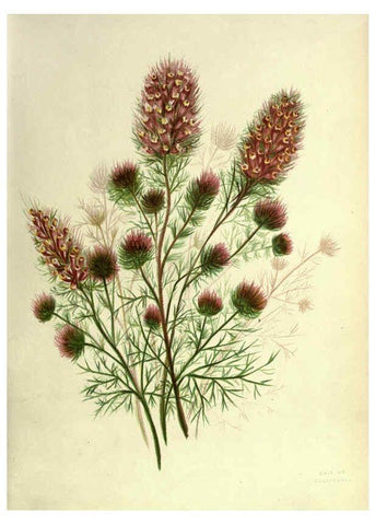 Reproducción/Reproduction 6308513283: Wild flowers of the Pacific coast New York :Cassell & company, limited,[c1887] 