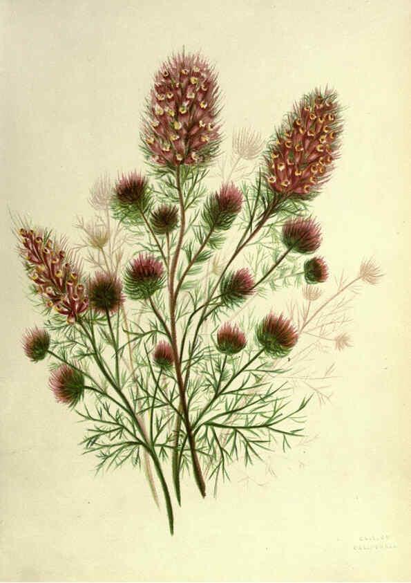 Reproducción/Reproduction 6308513283: Wild flowers of the Pacific coast New York :Cassell & company, limited,[c1887] 