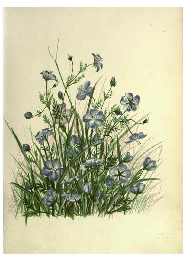 Reproducción/Reproduction 6309033576: Wild flowers of the Pacific coast New York :Cassell & company, limited,[c1887] 