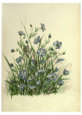 Reproducción/Reproduction 6309033576: Wild flowers of the Pacific coast New York :Cassell & company, limited,[c1887] 