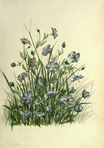 Reproducción/Reproduction 6309033576: Wild flowers of the Pacific coast New York :Cassell & company, limited,[c1887] 