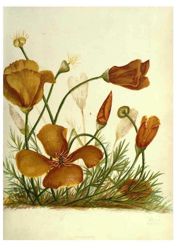 Reproducción/Reproduction 6309033738: Wild flowers of the Pacific coast New York :Cassell & company, limited,[c1887] 