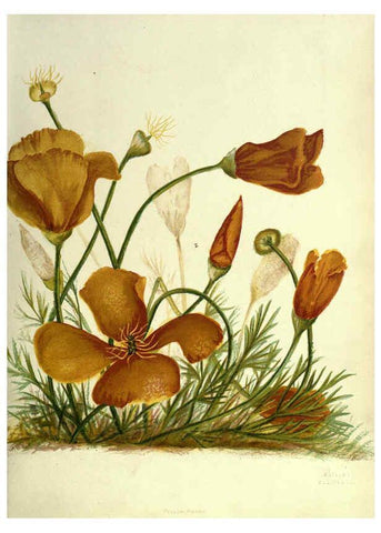 Reproducción/Reproduction 6309033738: Wild flowers of the Pacific coast New York :Cassell & company, limited,[c1887] 