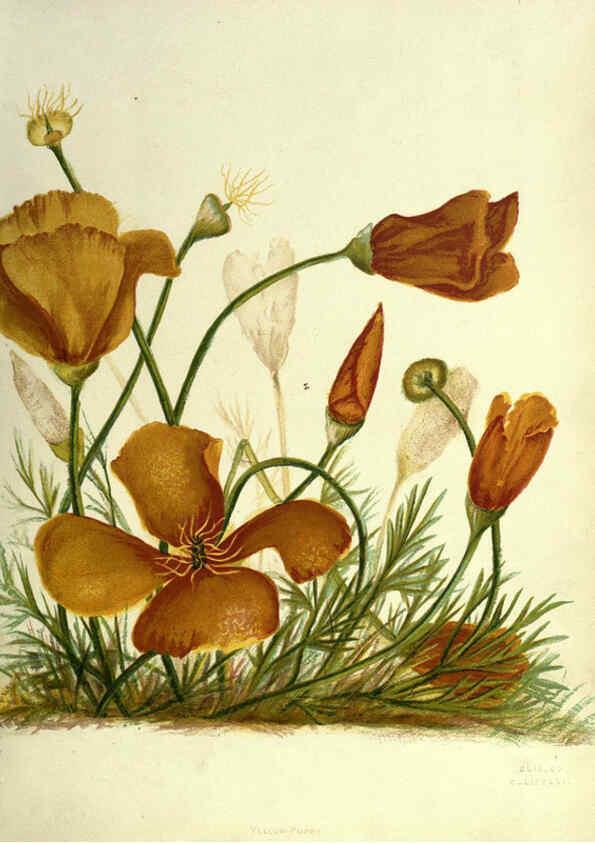Reproducción/Reproduction 6309033738: Wild flowers of the Pacific coast New York :Cassell & company, limited,[c1887] 