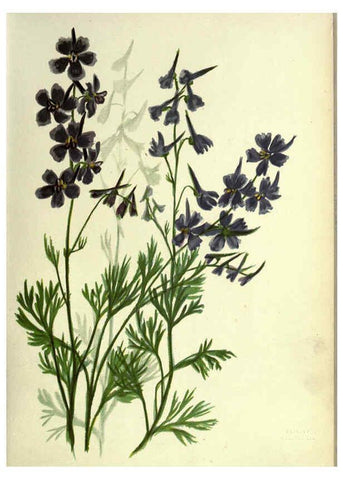 Reproducción/Reproduction 6308513679: Wild flowers of the Pacific coast New York :Cassell & company, limited,[c1887] 