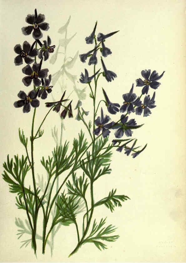Reproducción/Reproduction 6308513679: Wild flowers of the Pacific coast New York :Cassell & company, limited,[c1887] 