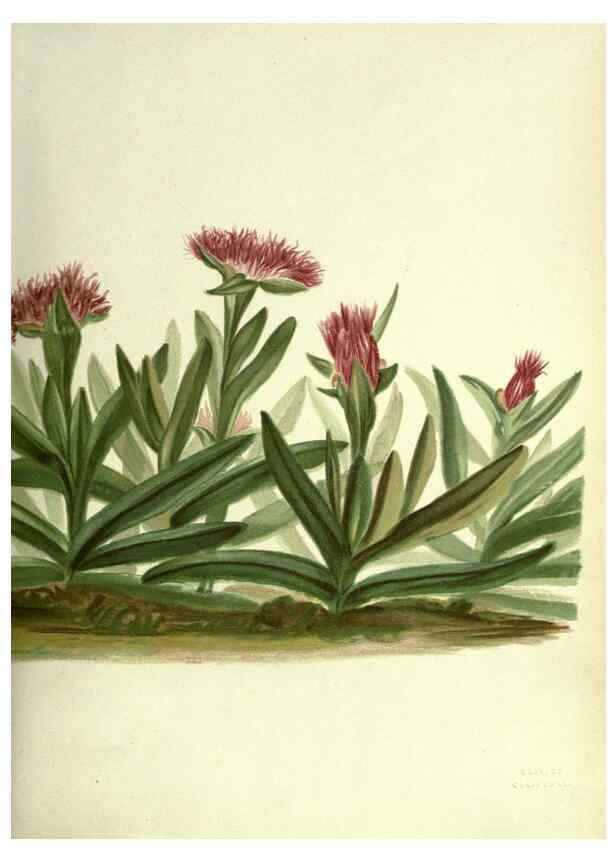 Reproducción/Reproduction 6308513841: Wild flowers of the Pacific coast New York :Cassell & company, limited,[c1887] 