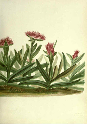 Reproducción/Reproduction 6308513841: Wild flowers of the Pacific coast New York :Cassell & company, limited,[c1887] 