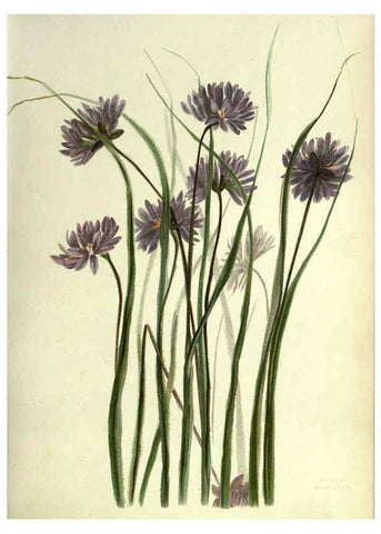 Reproducción/Reproduction 6308513971: Wild flowers of the Pacific coast New York :Cassell & company, limited,[c1887] 