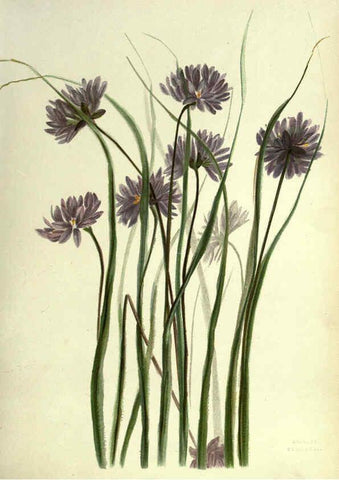 Reproducción/Reproduction 6308513971: Wild flowers of the Pacific coast New York :Cassell & company, limited,[c1887] 