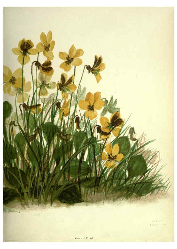 Reproducción/Reproduction 6308514093: Wild flowers of the Pacific coast New York :Cassell & company, limited,[c1887] 