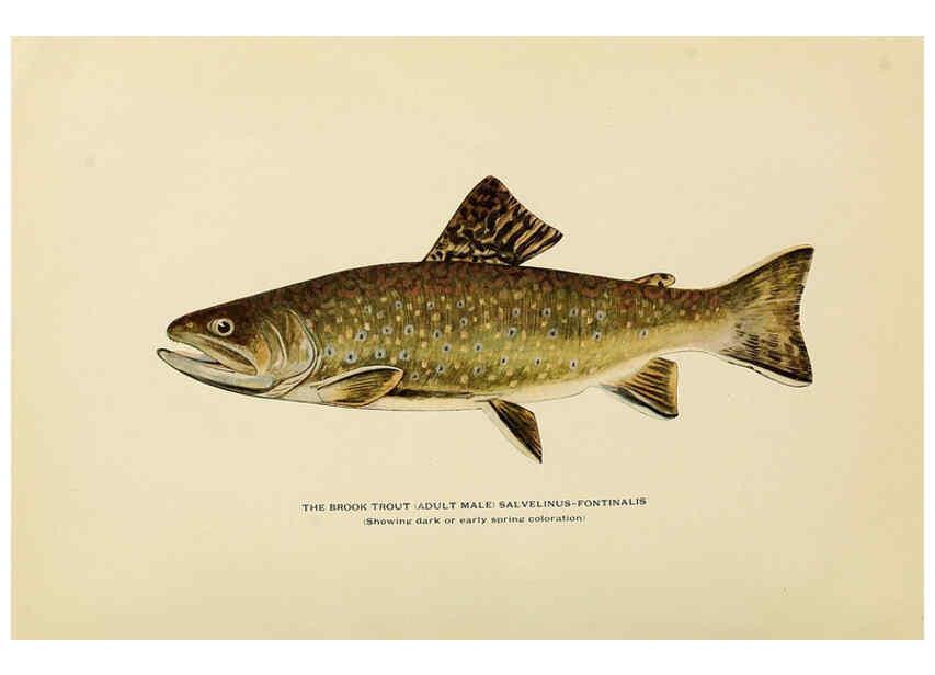 Reproducción/Reproduction 6309072058: Trout fly-fishing in America New York,E. P. Dutton & company,1914