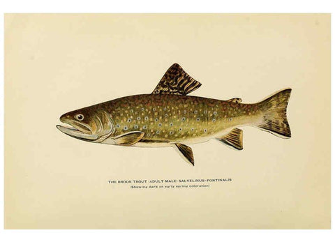 Reproducción/Reproduction 6309072058: Trout fly-fishing in America New York,E. P. Dutton & company,1914