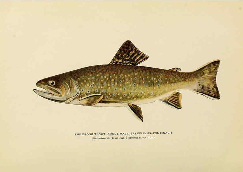 Reproducción/Reproduction 6309072058: Trout fly-fishing in America New York,E. P. Dutton & company,1914