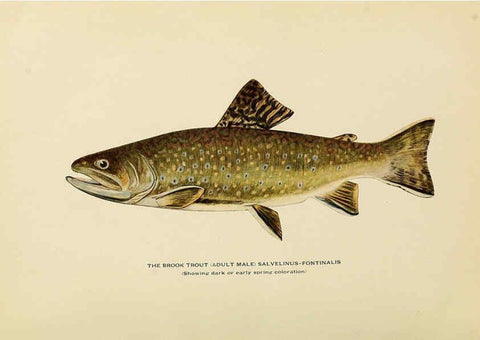Reproducción/Reproduction 6309072058: Trout fly-fishing in America New York,E. P. Dutton & company,1914
