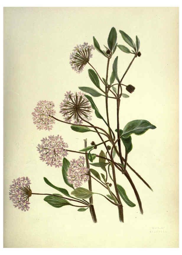Reproducción/Reproduction 6309038622: Wild flowers of the Pacific coast New York :Cassell & company, limited,[c1887] 