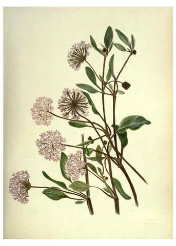 Reproducción/Reproduction 6309038622: Wild flowers of the Pacific coast New York :Cassell & company, limited,[c1887] 