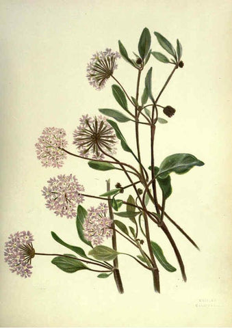 Reproducción/Reproduction 6309038622: Wild flowers of the Pacific coast New York :Cassell & company, limited,[c1887] 