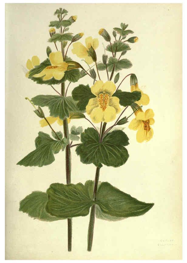 Reproducción/Reproduction 6308518815: Wild flowers of the Pacific coast New York :Cassell & company, limited,[c1887] 