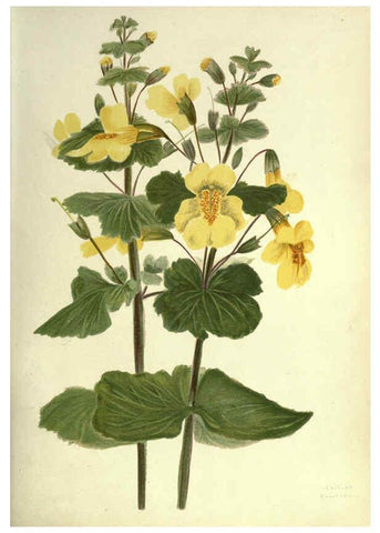 Reproducción/Reproduction 6308518815: Wild flowers of the Pacific coast New York :Cassell & company, limited,[c1887] 