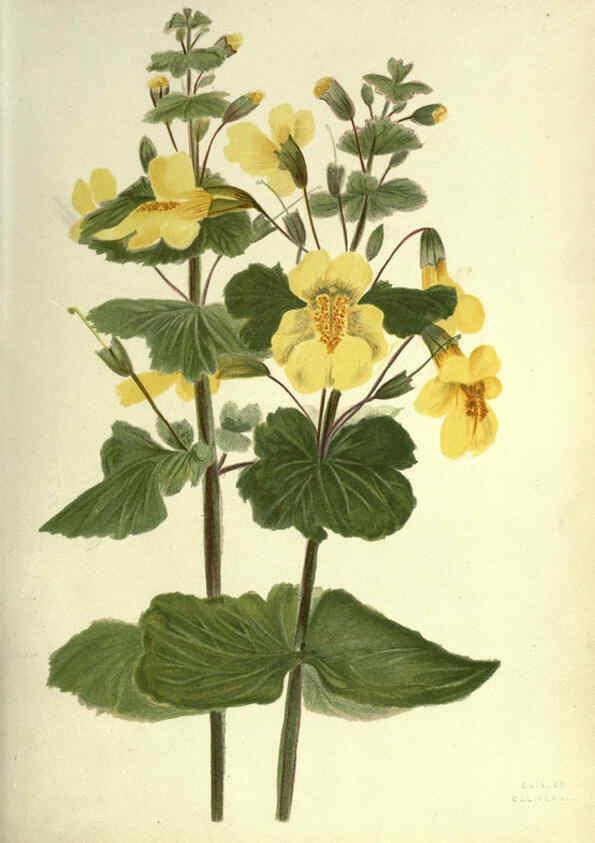 Reproducción/Reproduction 6308518815: Wild flowers of the Pacific coast New York :Cassell & company, limited,[c1887] 