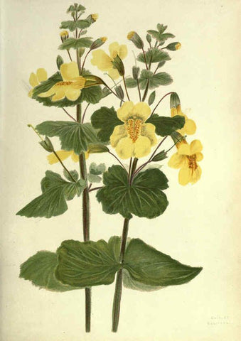 Reproducción/Reproduction 6308518815: Wild flowers of the Pacific coast New York :Cassell & company, limited,[c1887] 