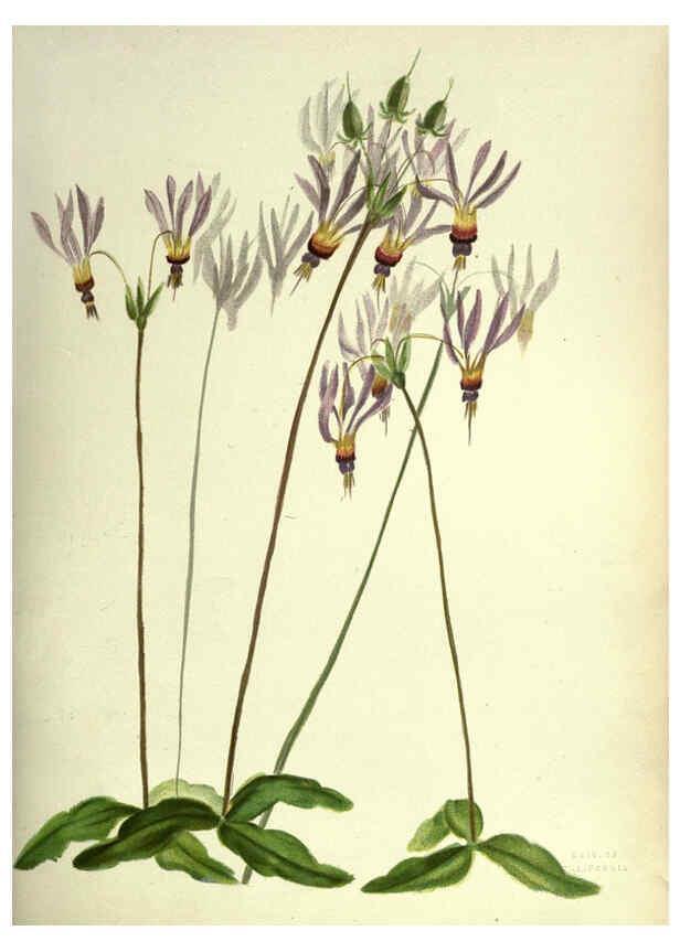 Reproducción/Reproduction 6309039066: Wild flowers of the Pacific coast New York :Cassell & company, limited,[c1887] 