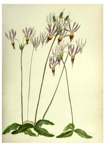 Reproducción/Reproduction 6309039066: Wild flowers of the Pacific coast New York :Cassell & company, limited,[c1887] 