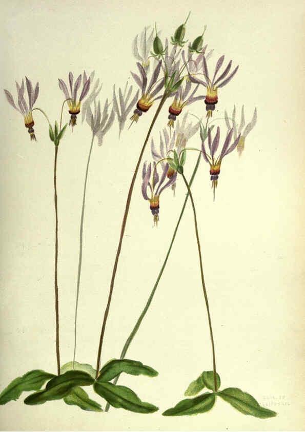 Reproducción/Reproduction 6309039066: Wild flowers of the Pacific coast New York :Cassell & company, limited,[c1887] 