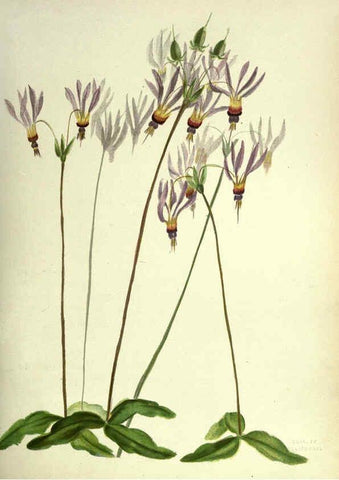 Reproducción/Reproduction 6309039066: Wild flowers of the Pacific coast New York :Cassell & company, limited,[c1887] 