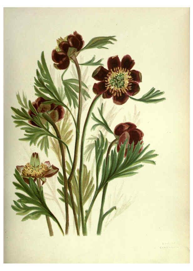 Reproducción/Reproduction 6309039194: Wild flowers of the Pacific coast New York :Cassell & company, limited,[c1887] 