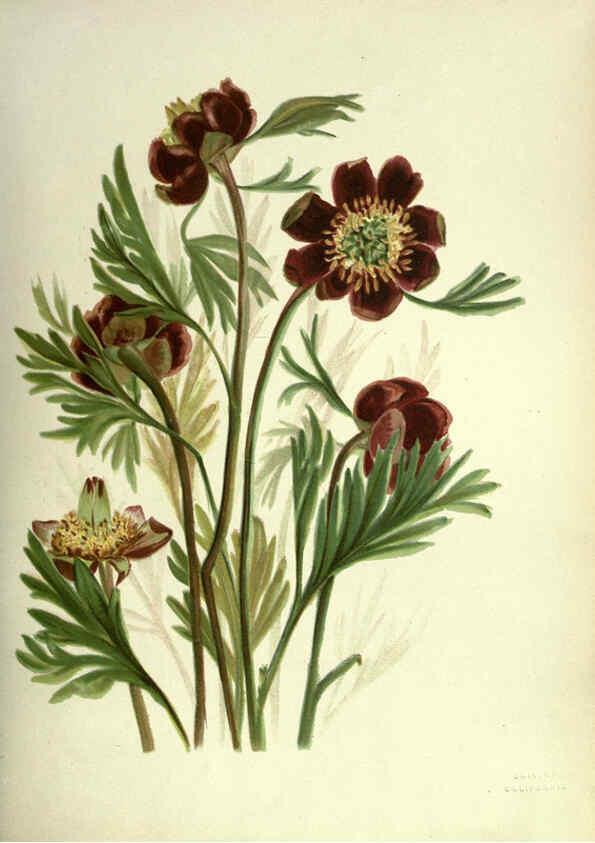 Reproducción/Reproduction 6309039194: Wild flowers of the Pacific coast New York :Cassell & company, limited,[c1887] 