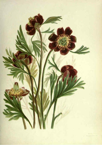 Reproducción/Reproduction 6309039194: Wild flowers of the Pacific coast New York :Cassell & company, limited,[c1887] 
