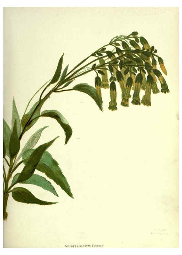 Reproducción/Reproduction 6308519183: Wild flowers of the Pacific coast New York :Cassell & company, limited,[c1887] 