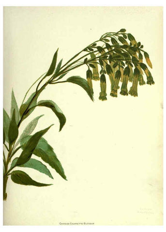 Reproducción/Reproduction 6308519183: Wild flowers of the Pacific coast New York :Cassell & company, limited,[c1887] 