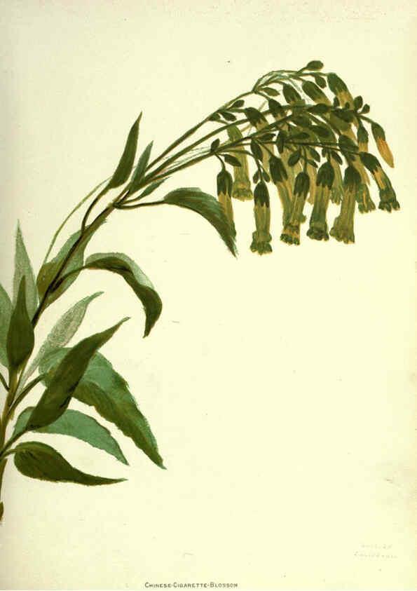 Reproducción/Reproduction 6308519183: Wild flowers of the Pacific coast New York :Cassell & company, limited,[c1887] 