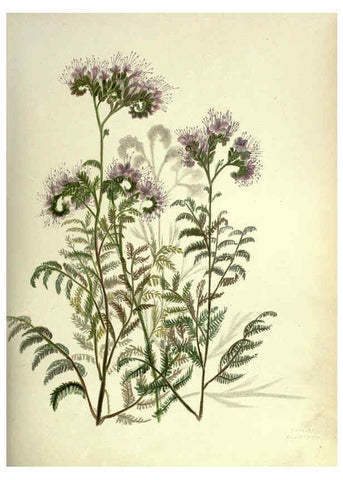 Reproducción/Reproduction 6309039424: Wild flowers of the Pacific coast New York :Cassell & company, limited,[c1887] 