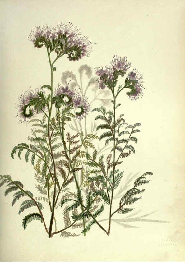Reproducción/Reproduction 6309039424: Wild flowers of the Pacific coast New York :Cassell & company, limited,[c1887] 