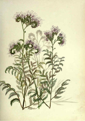 Reproducción/Reproduction 6309039424: Wild flowers of the Pacific coast New York :Cassell & company, limited,[c1887] 