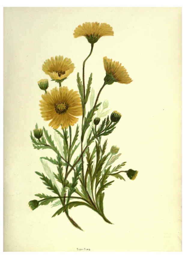 Reproducción/Reproduction 6309039558: Wild flowers of the Pacific coast New York :Cassell & company, limited,[c1887] 