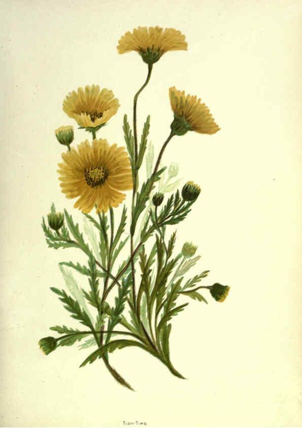Reproducción/Reproduction 6309039558: Wild flowers of the Pacific coast New York :Cassell & company, limited,[c1887] 