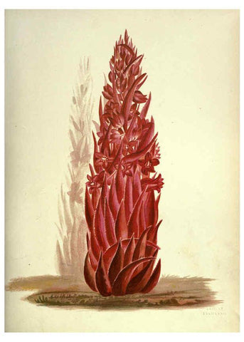 Reproducción/Reproduction 6309039698: Wild flowers of the Pacific coast New York :Cassell & company, limited,[c1887] 