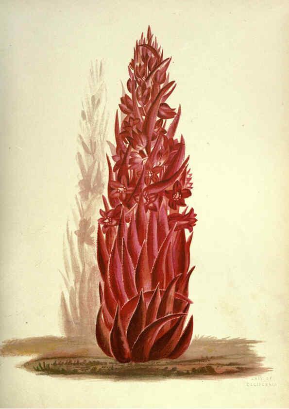 Reproducción/Reproduction 6309039698: Wild flowers of the Pacific coast New York :Cassell & company, limited,[c1887] 