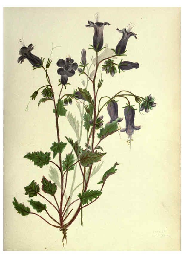 Reproducción/Reproduction 6308518705: Wild flowers of the Pacific coast New York :Cassell & company, limited,[c1887] 