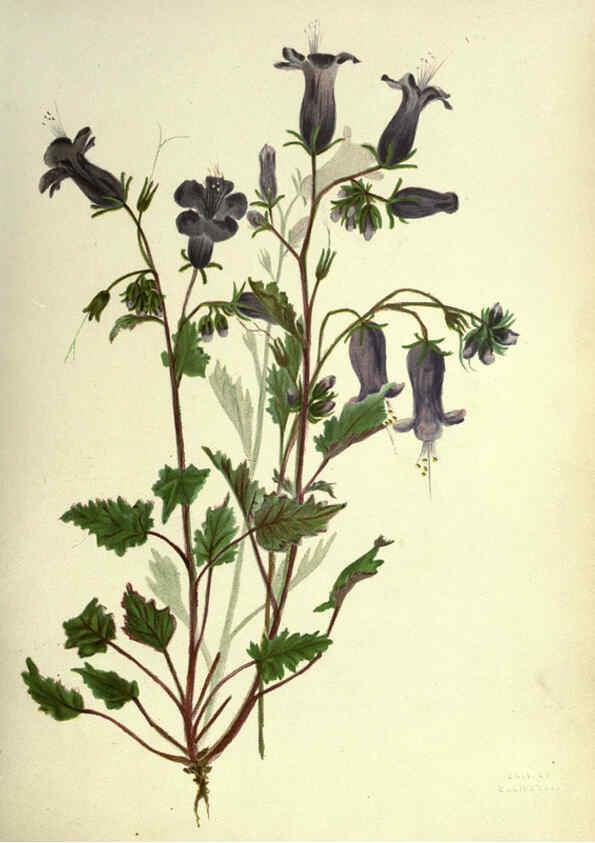 Reproducción/Reproduction 6308518705: Wild flowers of the Pacific coast New York :Cassell & company, limited,[c1887] 