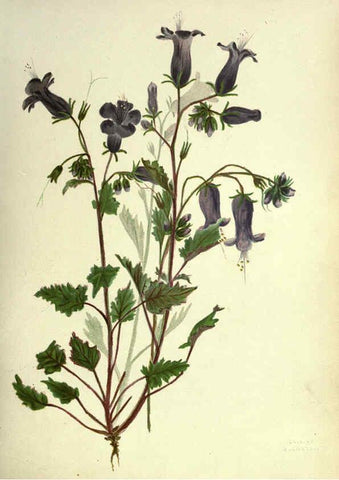 Reproducción/Reproduction 6308518705: Wild flowers of the Pacific coast New York :Cassell & company, limited,[c1887] 