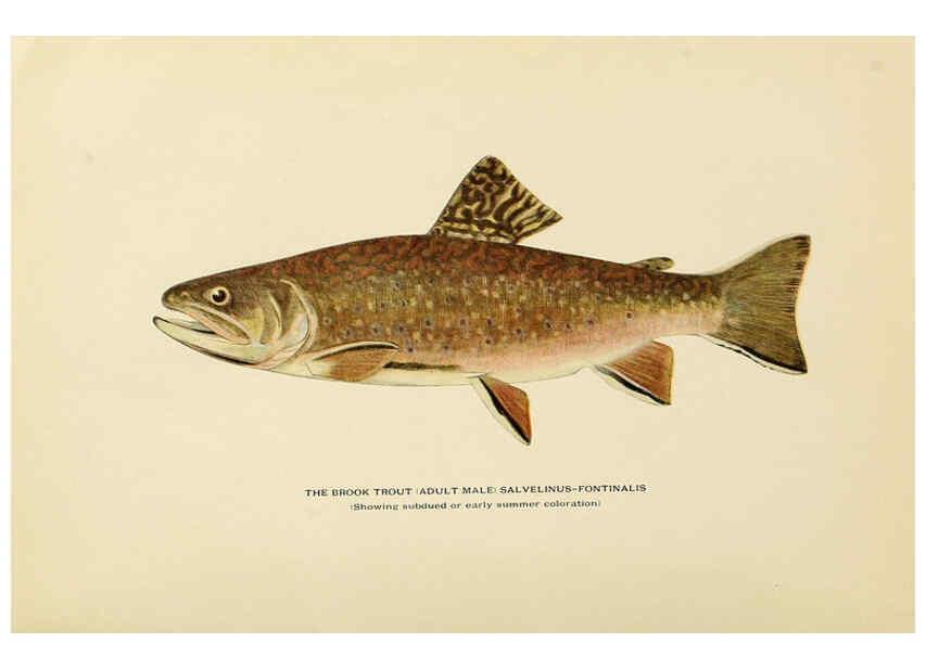 Reproducción/Reproduction 6309072206: Trout fly-fishing in America New York,E. P. Dutton & company,1914