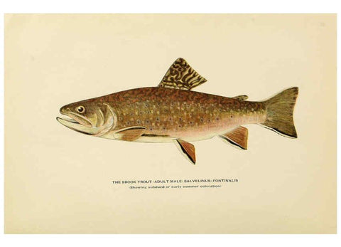 Reproducción/Reproduction 6309072206: Trout fly-fishing in America New York,E. P. Dutton & company,1914