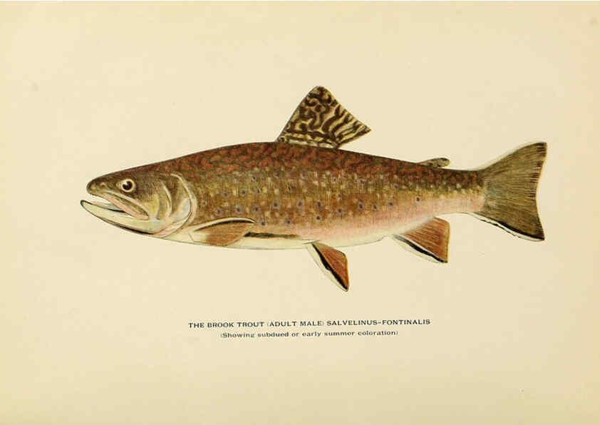 Reproducción/Reproduction 6309072206: Trout fly-fishing in America New York,E. P. Dutton & company,1914