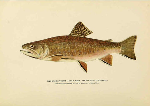 Reproducción/Reproduction 6309072206: Trout fly-fishing in America New York,E. P. Dutton & company,1914